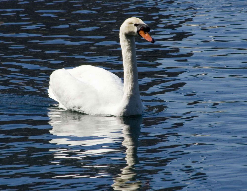 A Swan at Lake Eola