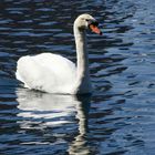 A Swan at Lake Eola