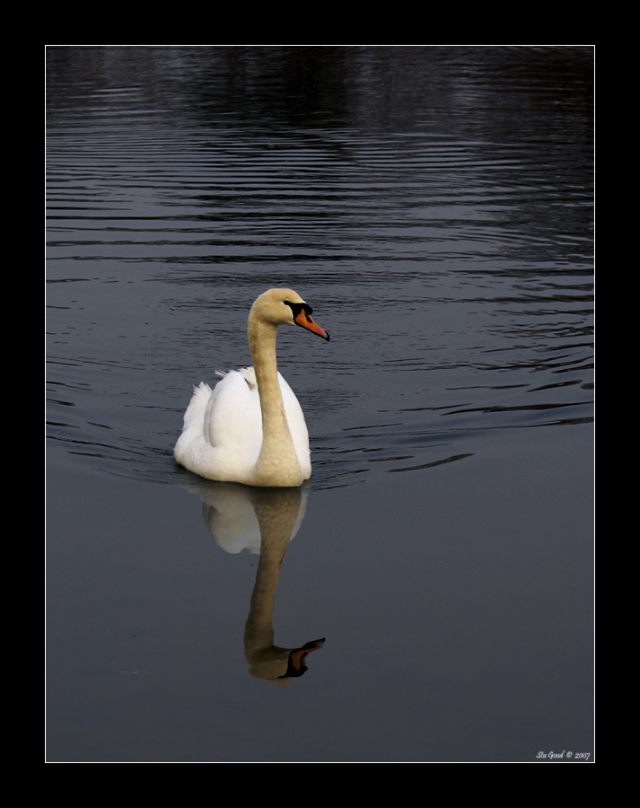 A Swan