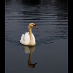 A Swan