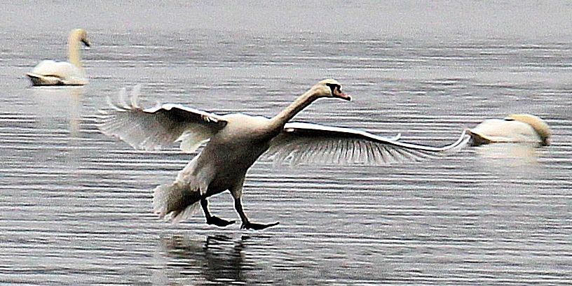 A swan in for landing