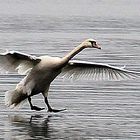 A swan in for landing