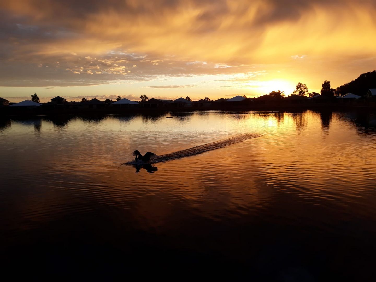 a swan landing