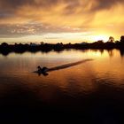 a swan landing