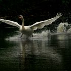 A swan Landing!