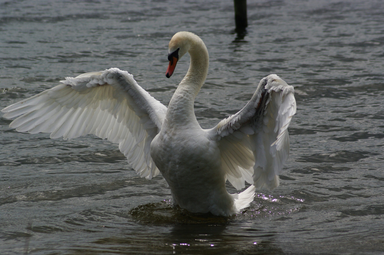 A swan stretching his wings !