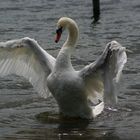 A swan stretching his wings !