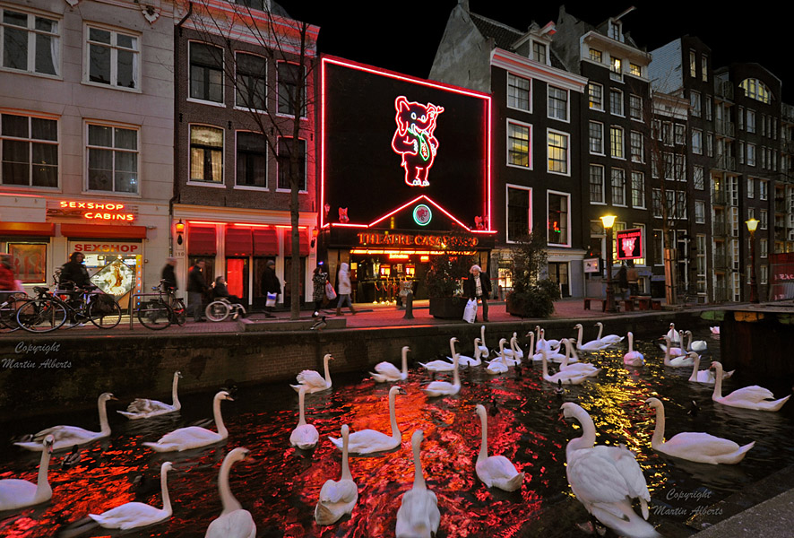 A Swanlake in Amsterdam ?