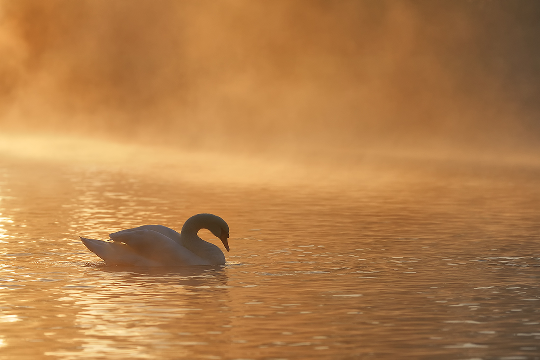 A Swan's Morning