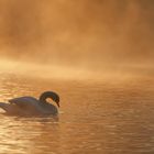 A Swan's Morning