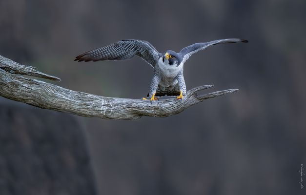 a t t e r i s a g e . f i n a l 