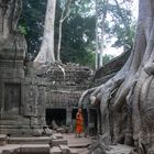 à Ta Prohm (Angkor)