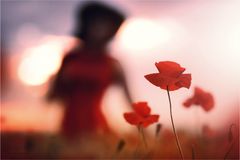 * a tale of poppy *