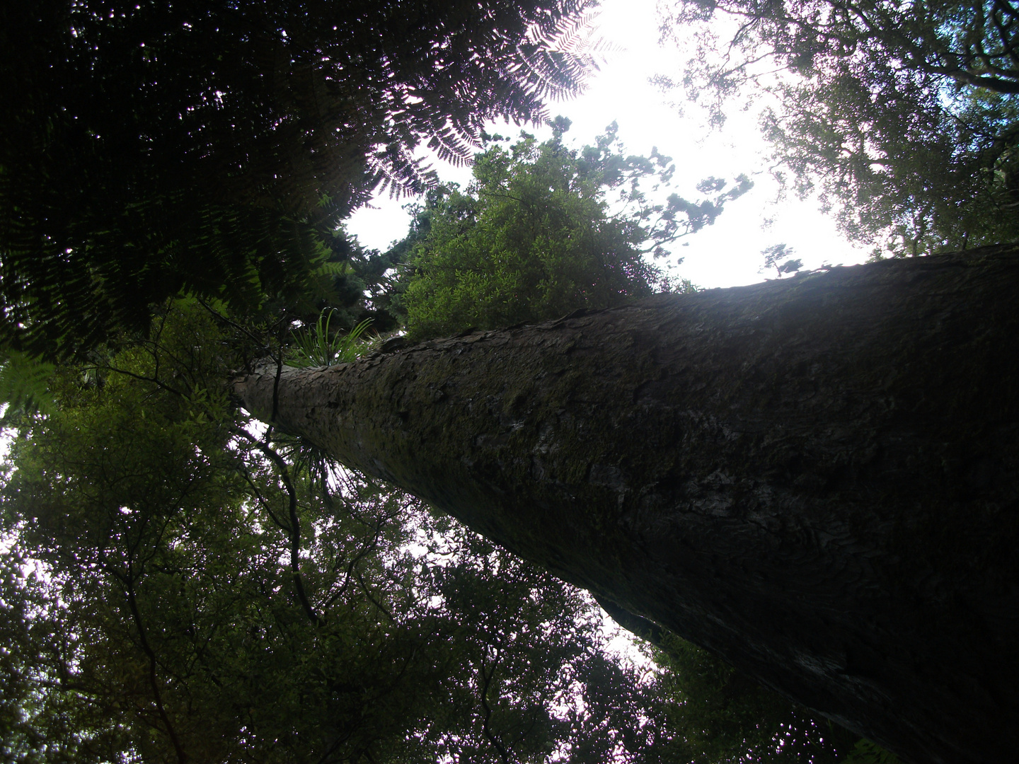 A tall Kauri tree, but still a baby