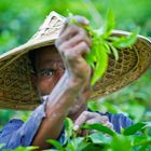 A Tea plantation Worker closeup.