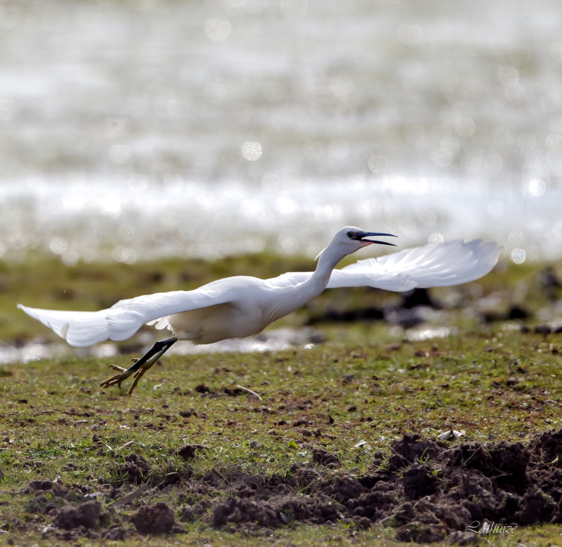 A Terres d'oiseaux.