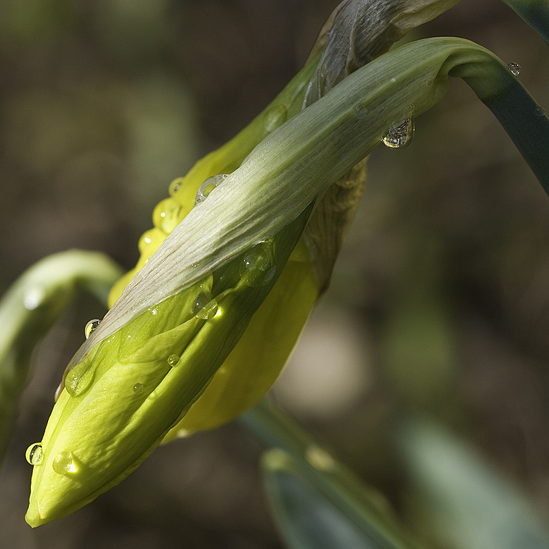 A third Portrait of Narcissus