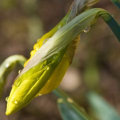 A third Portrait of Narcissus