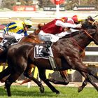 A Thoroughbred in full flight at the Caulfield races in Melbourne