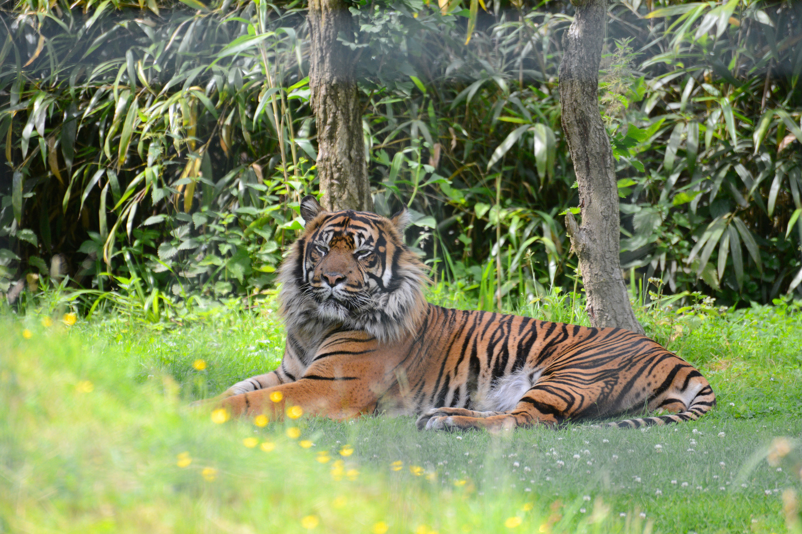 A tiger reminding me of Karl Marx