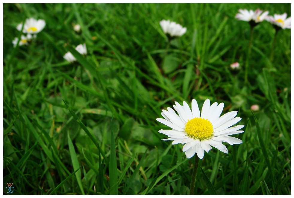 A tiny wild flower