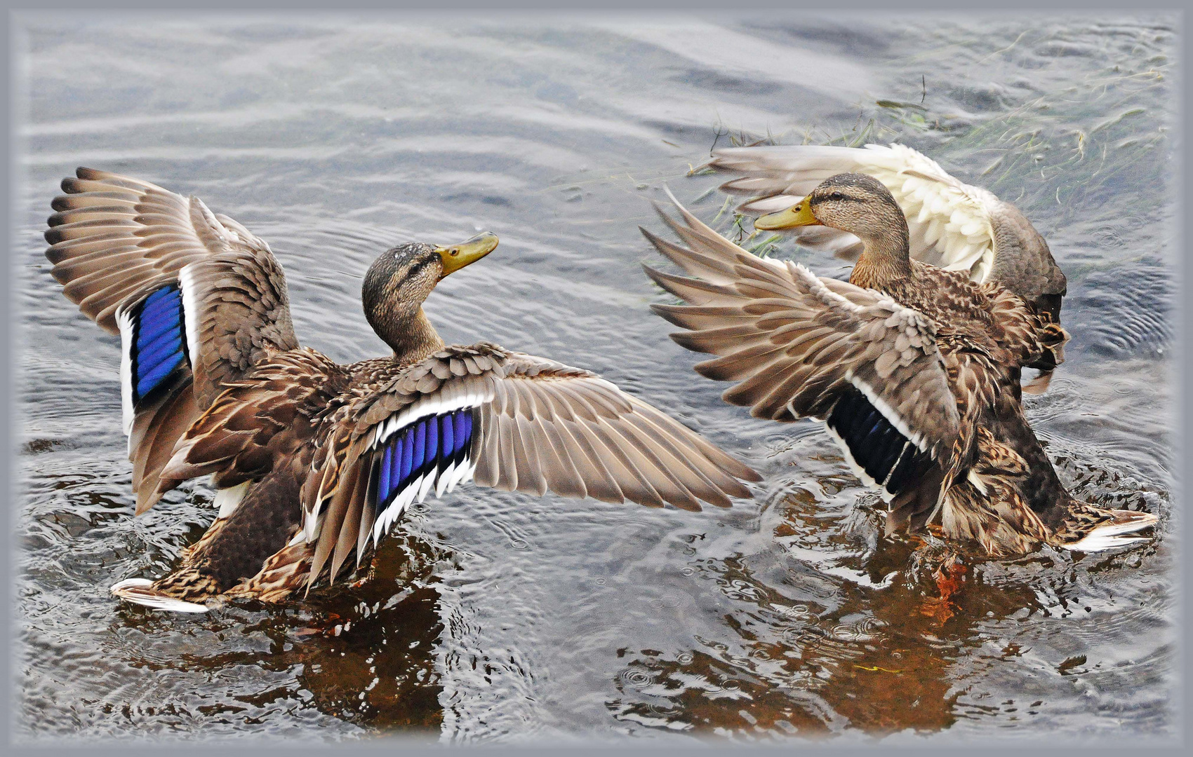 A tire d'ailes.