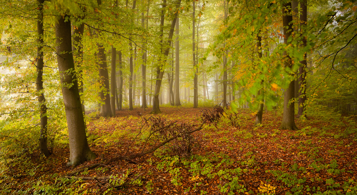 A TOUCH OF AUTUMN [01|COLOR]