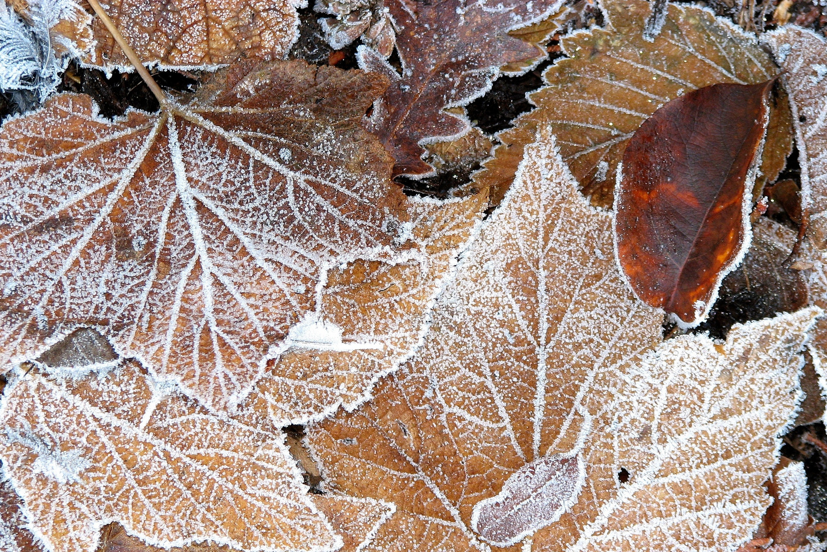 A Touch of Frost (3)