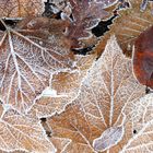 A Touch of Frost (3)