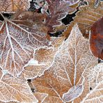 A Touch of Frost (3)