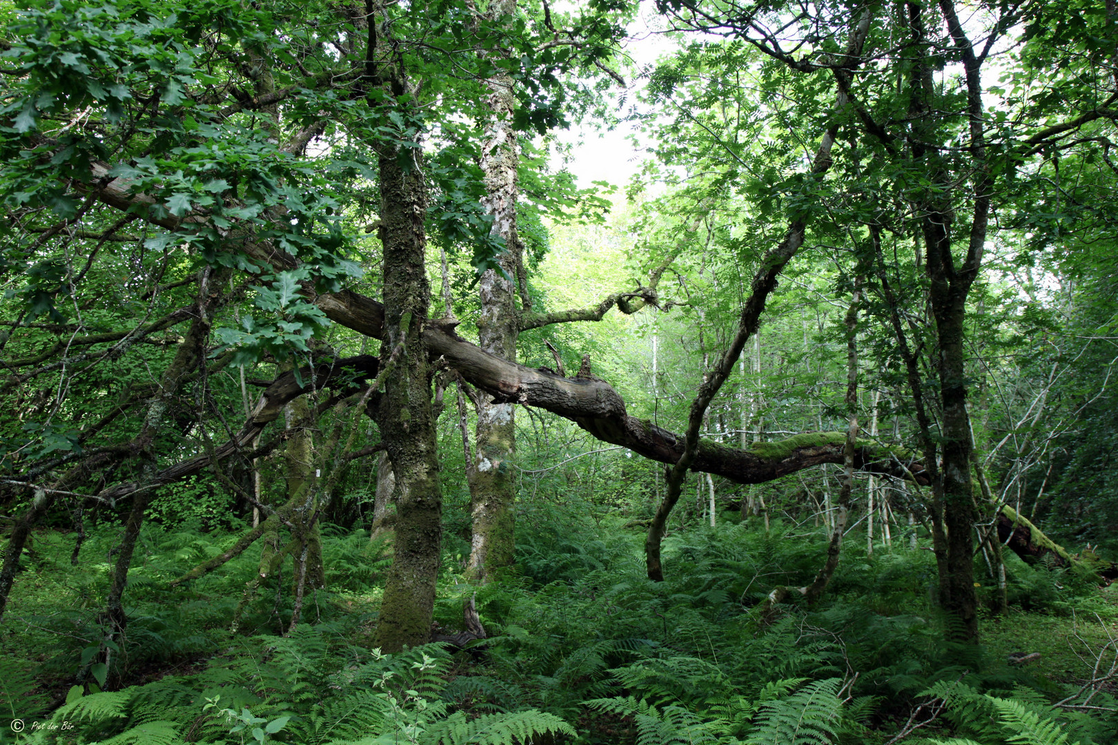 a touch of SCOTLAND - Dunstaffnage Castle Forrest