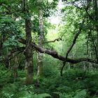 a touch of SCOTLAND - Dunstaffnage Castle Forrest