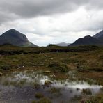 a touch of SCOTLAND - Midges