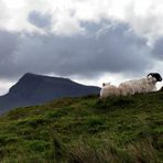 a touch of SCOTLAND - Scottish Blackface