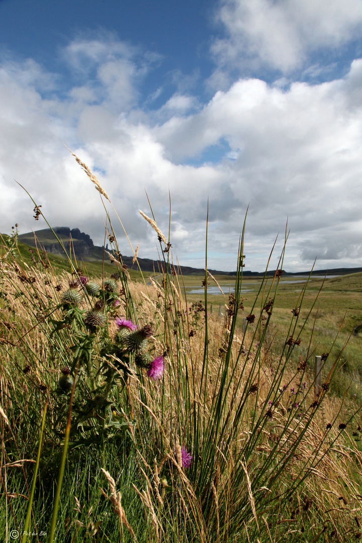 a touch of SCOTLAND - Thistle