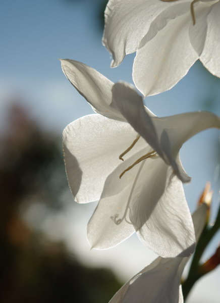 a touch of white....