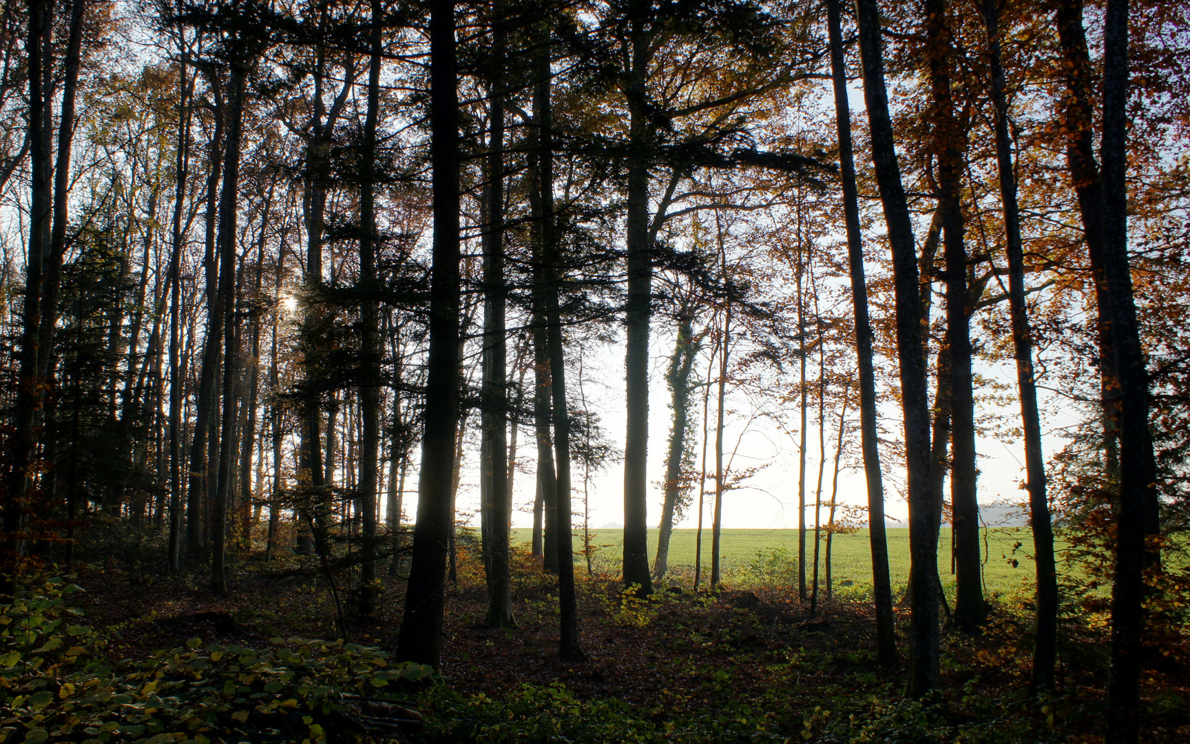 A travers la forêt