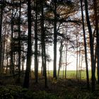 A travers la forêt