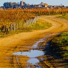 A travers le vignoble 