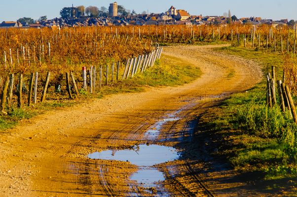 A travers le vignoble 