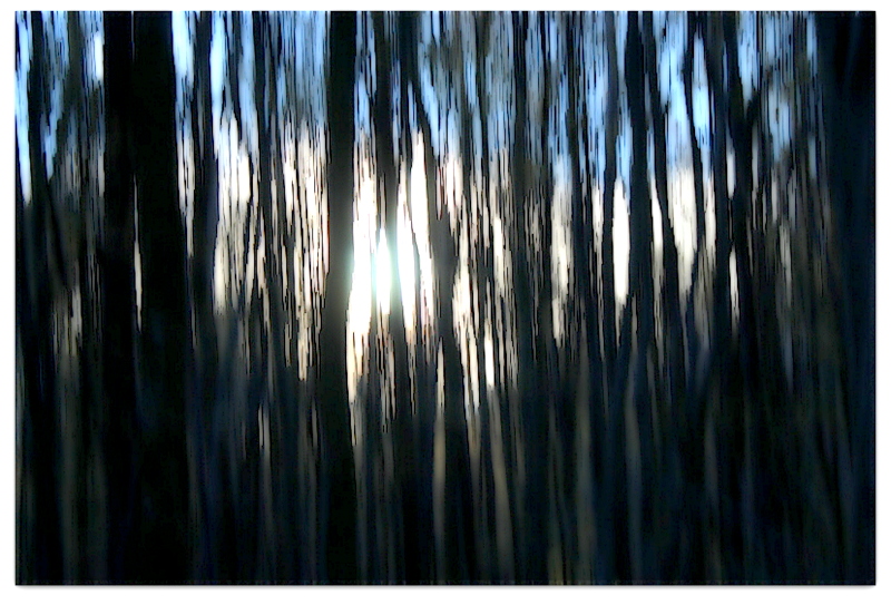 à travers les arbres....