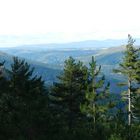 A travers les bois. (Cévennes)