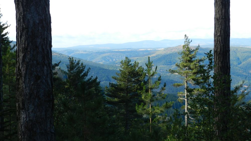 A travers les bois. (Cévennes)