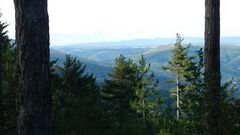 A travers les bois. (Cévennes)