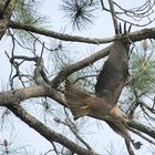 à travers les branches !