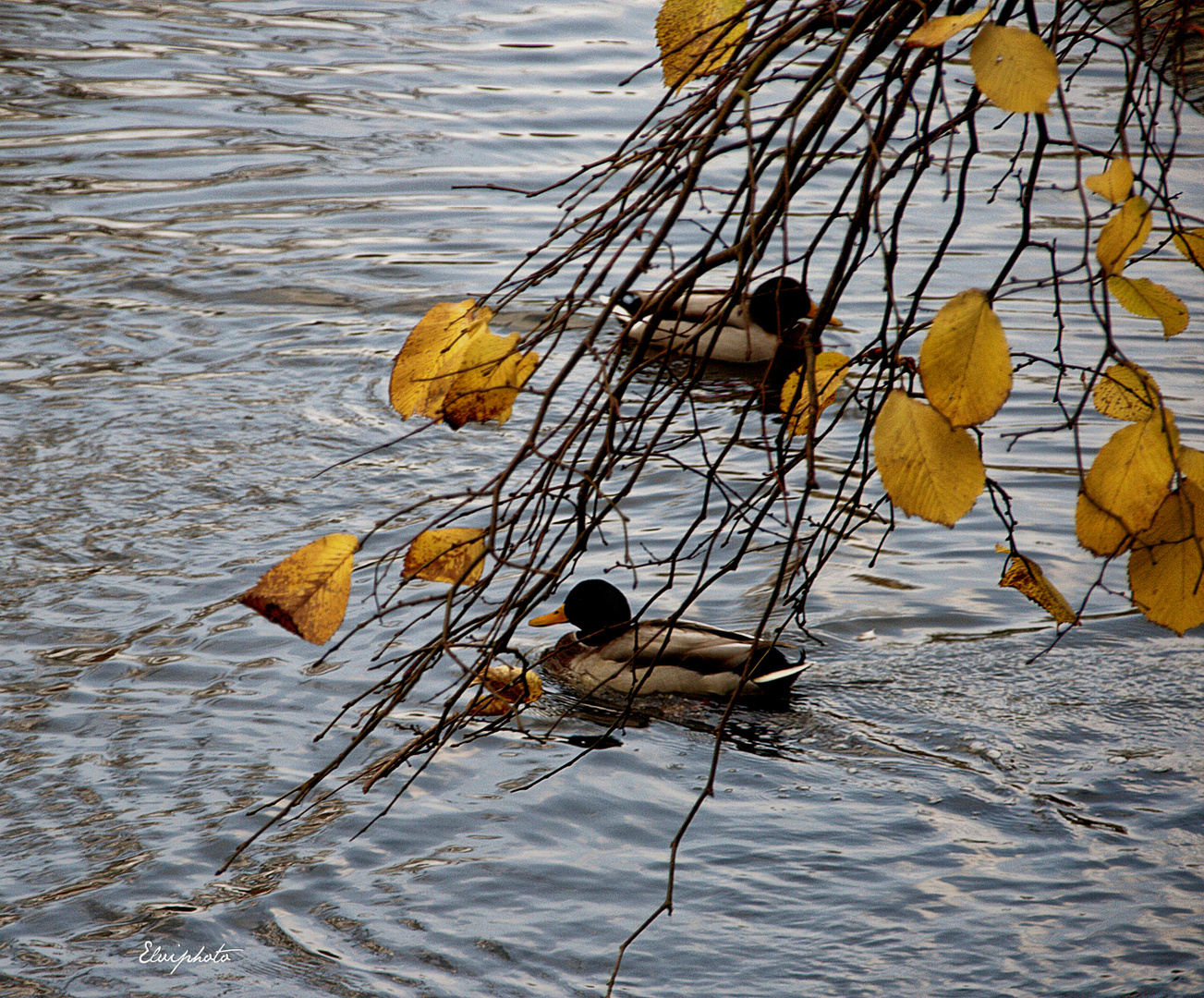 A travers les feuilles 