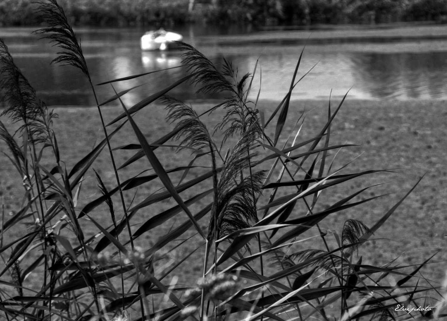 à travers les herbes 