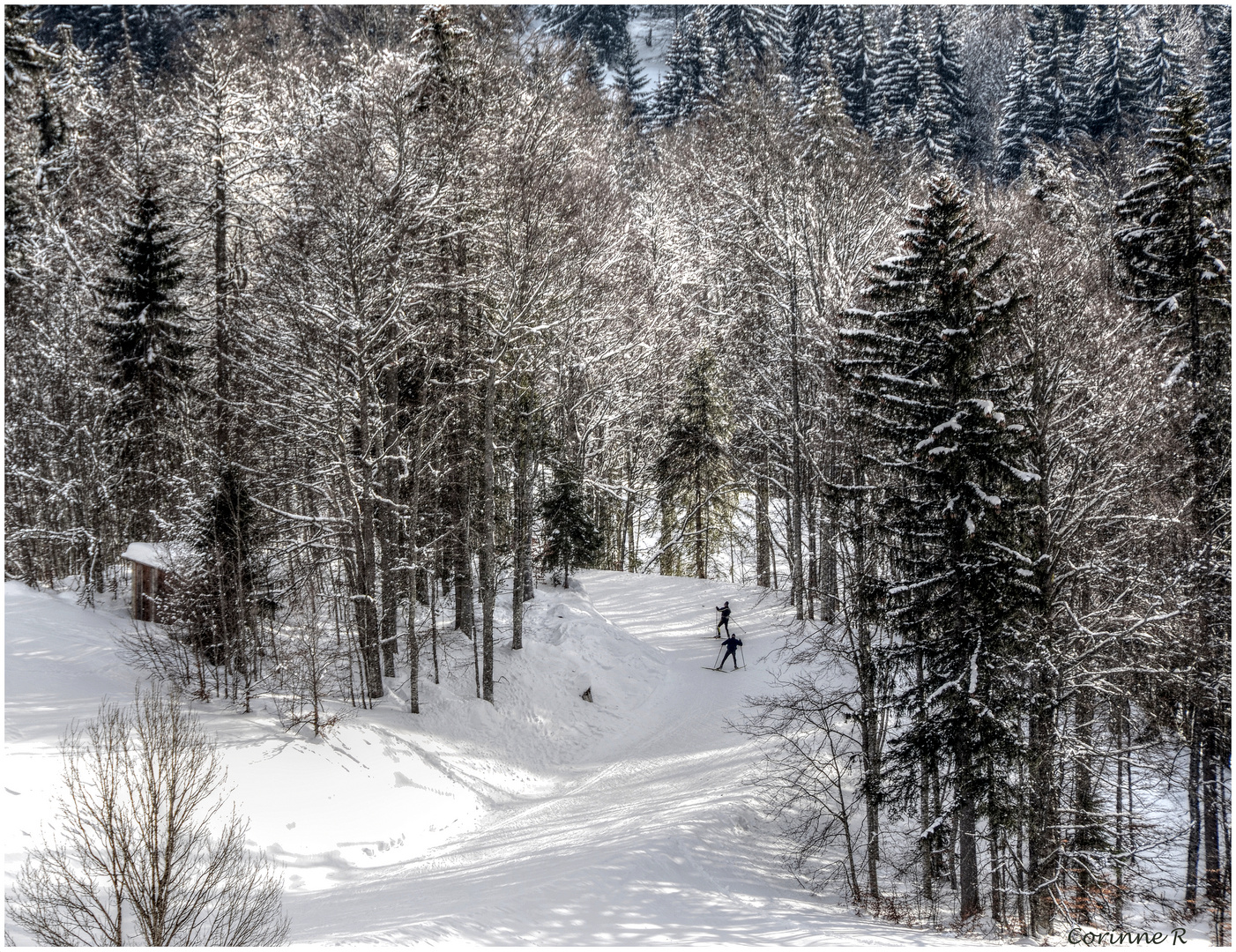 A travers les sapins...