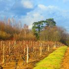 à travers les vignes