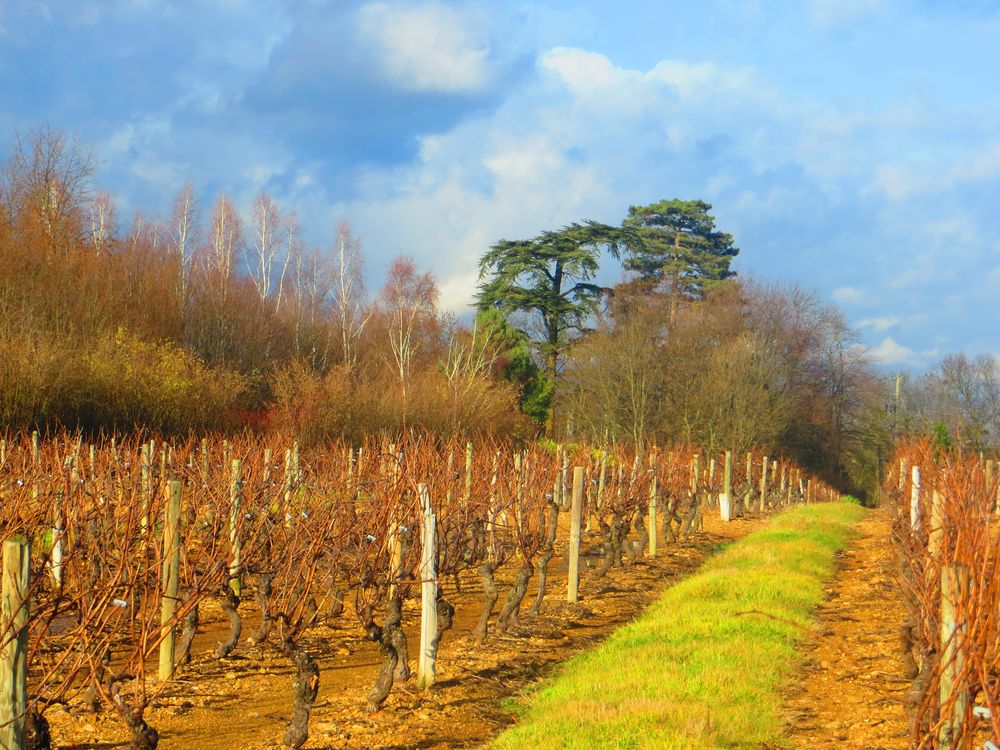 à travers les vignes